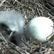 Illustration for article titled This Bald Eagle Nest-Cam Is What You Need Right Now